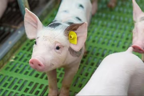 TPU Material 134.2Khz RFID Ear Tag , Passive Round Livestock Animal Tag